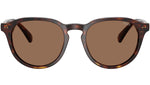 PH4221 613773 Brown Tortoise